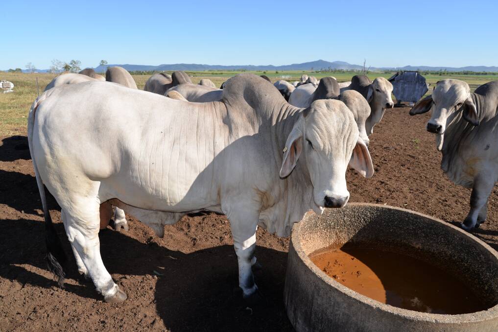 BITTERNESS A STRENGTH: A Mackay district Brahman breeder uses Wilmar stockfeed supplements as part of the feeding program for his bulls.