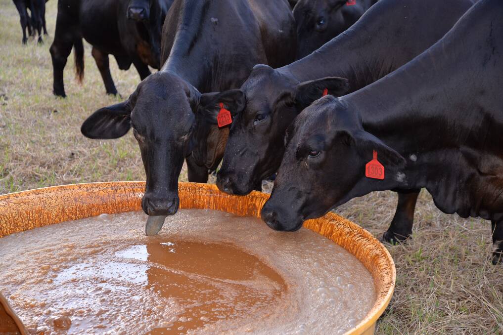 SUPPLEMENT: Angus breeders from the Kuttabul area, north of Mackay, tuck into some SuplaMite from Wilmar. The liquid supplement helped maintain their condition after Cyclone Debbie struck last year.