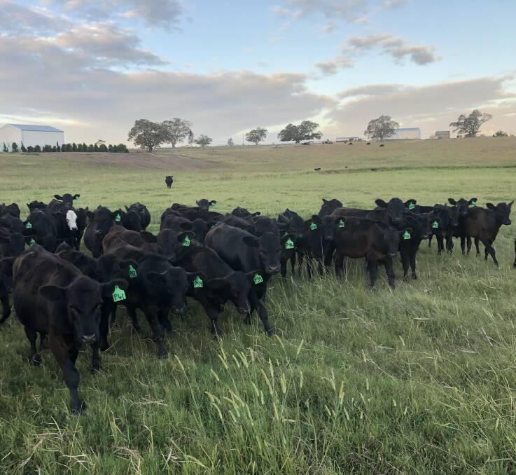 QUALITY GENETICS: Naasson and Kylie Jagoe's weaners. The couple sells some calves as weaners, growing the rest out to feeder weights.