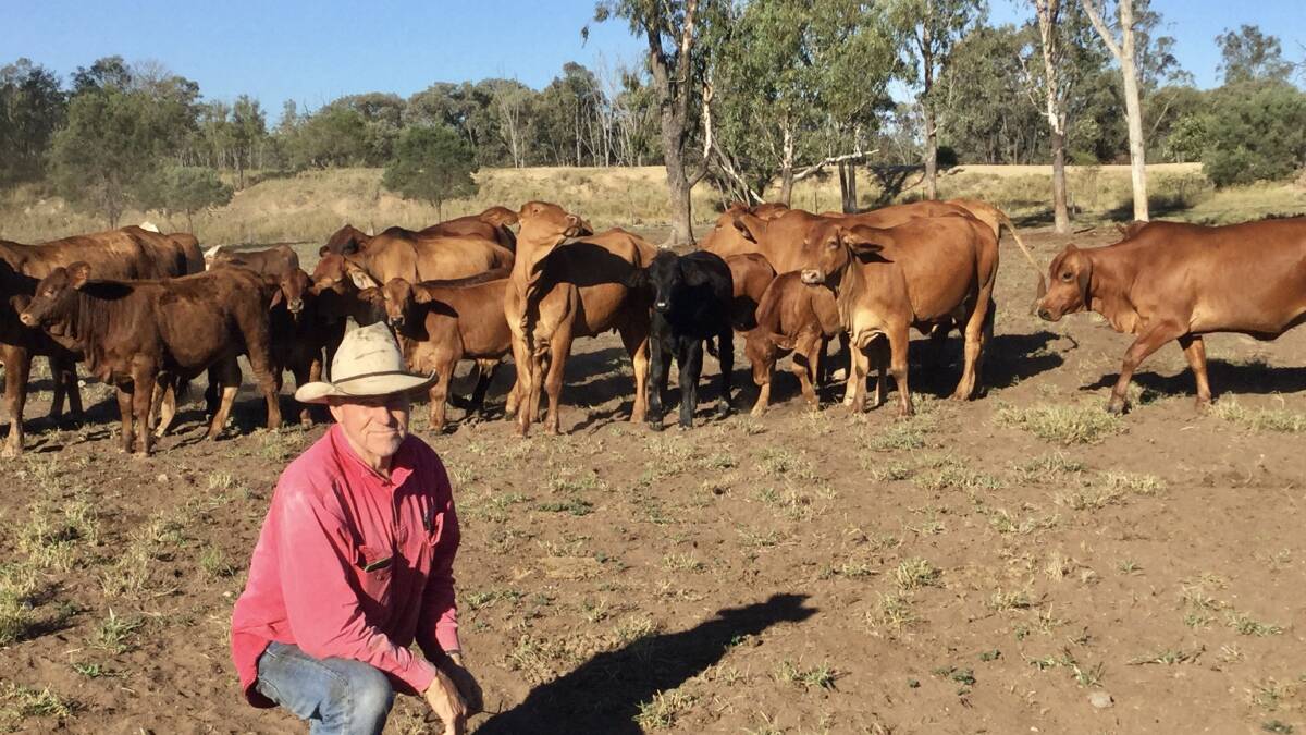 A HIGH PERFORMING CROSS: John Burnett with his South Devon/Brahman-cross cows, with calves by South Devon bulls. The Burnett family as been using South Devon genetics in its crossbreeding operation for almost 30 years.