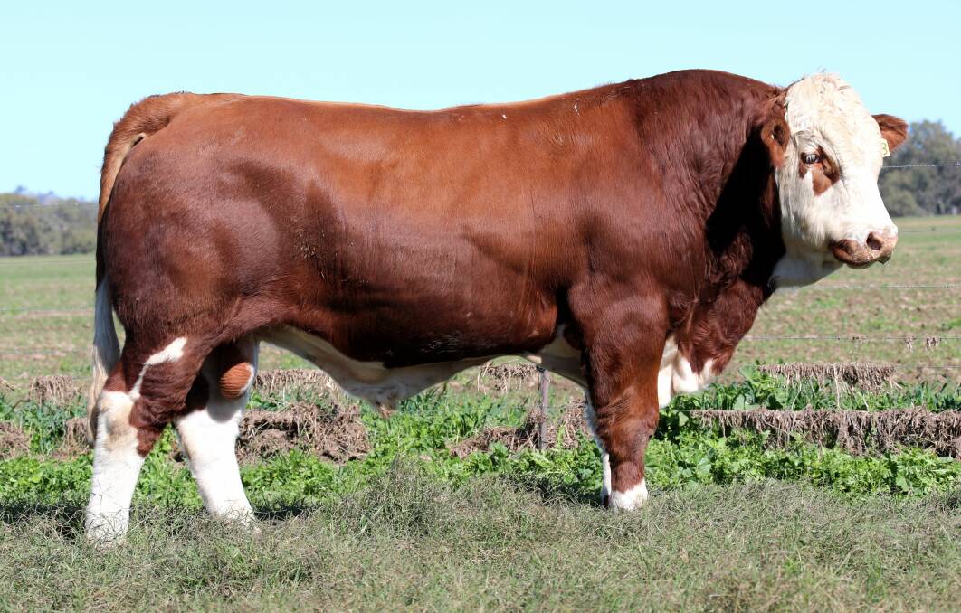 Lot 18, Brenair Park Quirk Q123, is one of the bulls to watch in the Brenair Park draft.