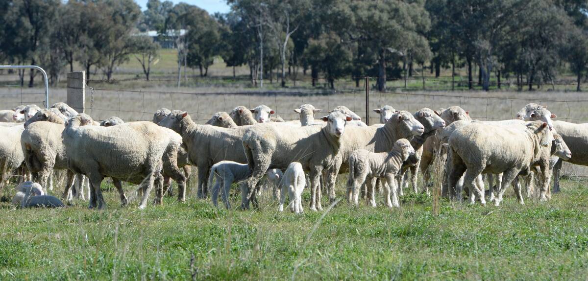 David Gowing says Merinos have always been profitable despite market and seasonal changes.