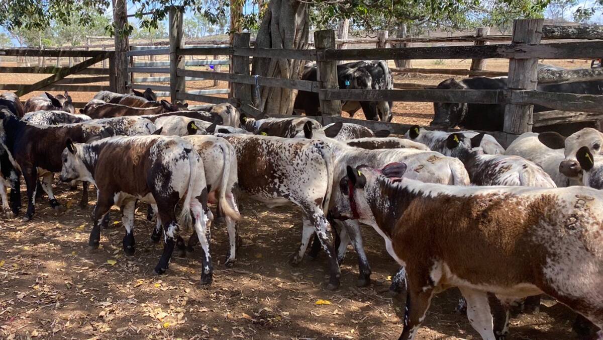 MARKET OPTIONS: The Hutton family recently sold six-month-old Speckle Park/Droughtmaster weaners, with the steers making 842c/kg or $2315.50 per head.
