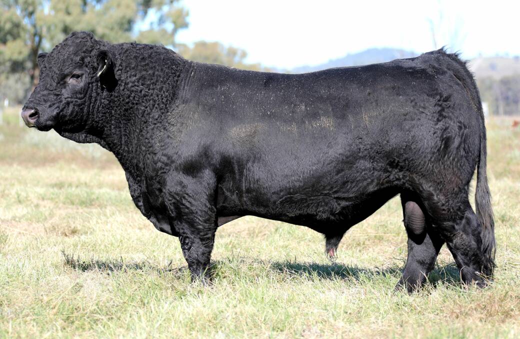 Lot 44, Lucrana Q126 (P) is one of 10 black Simmental bulls in this year's sale.