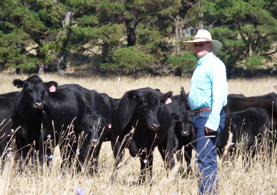 SALE VENDOR: Allan Fletcher with his Angus cattle at Glenroy, Glen Innes.