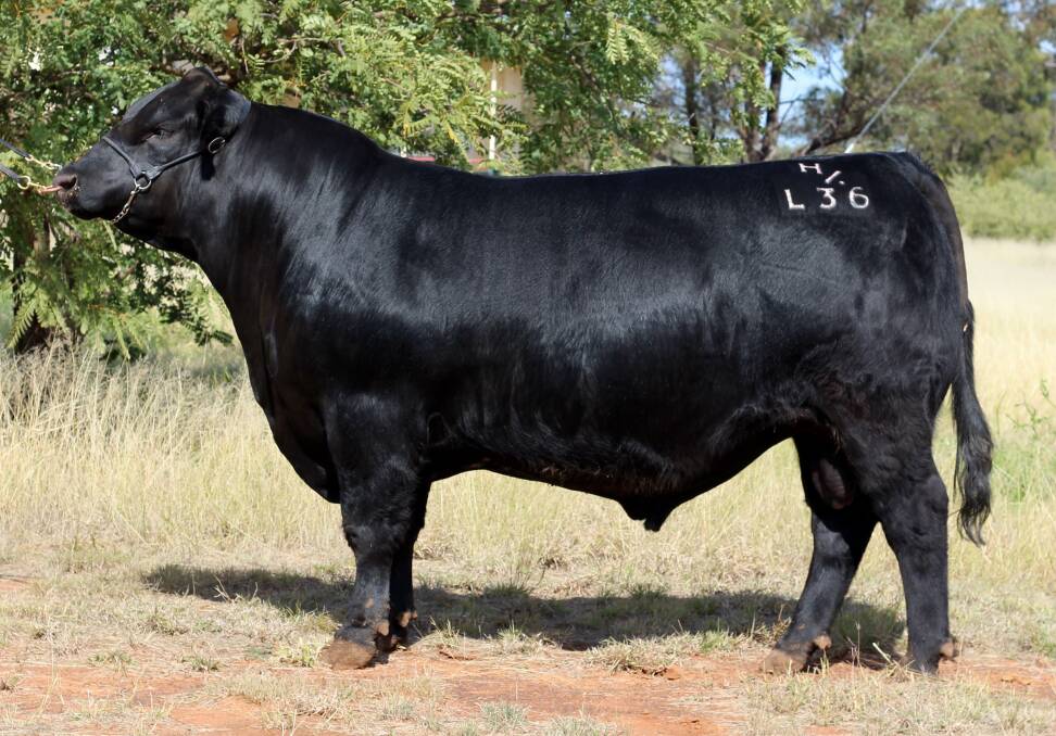 RECORD BREAKING BULL: Carabar Docklands L36 who sold for $110,000 at the stud's 2017 on-property sale.