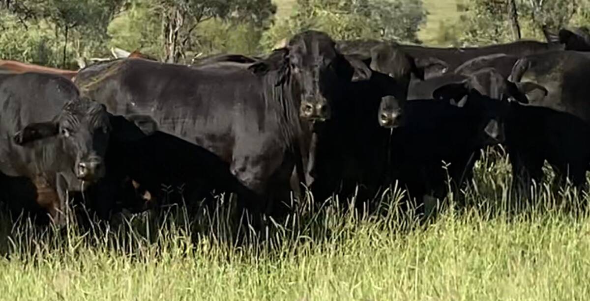 ANGUS INFLUENCE: Steers at Granville, Baralaba. The Kennys have more market options with Brangus Angus genetics. 