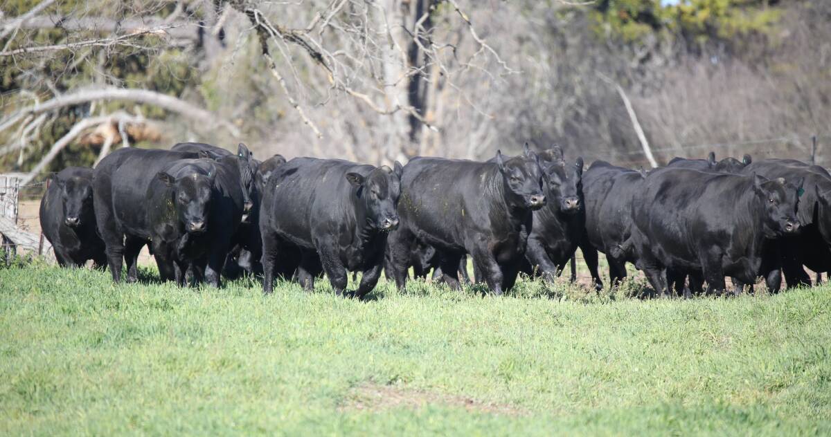 The Walcha stud specialises in yearling bulls with good temperament, strong growth and marbling, that are ready to work in any climate.
