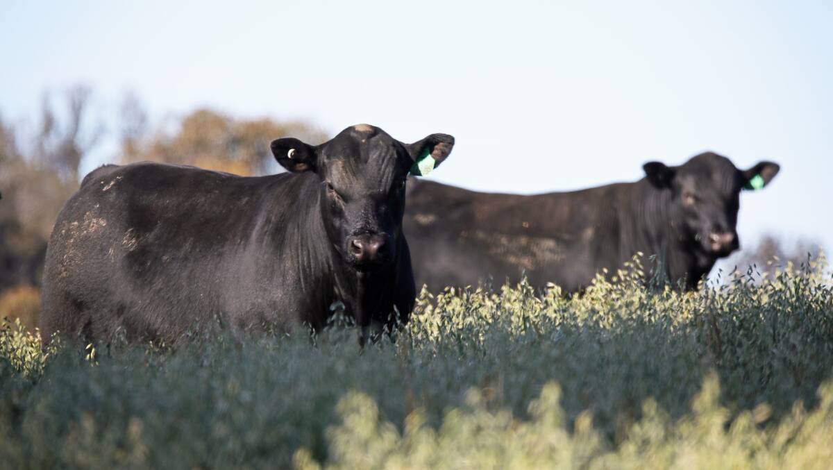 Seventy yearling bulls are available in the on-property sale on September 9. 
