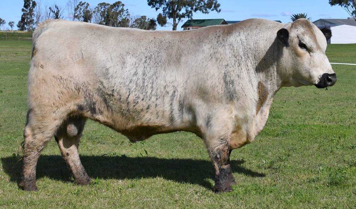 EXCEPTIONAL BULL: Dorroughby Recruit (DPS R29), one of the standout sires in the 2022 sale on August 27.