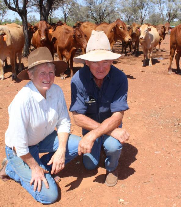 FIRM FEED: Paul and Margaret Vetter's cows are "basically living on low Mulga with Anipro" as they try retain herd numbers until the drought breaks. Photo: Andrea Crothers.
