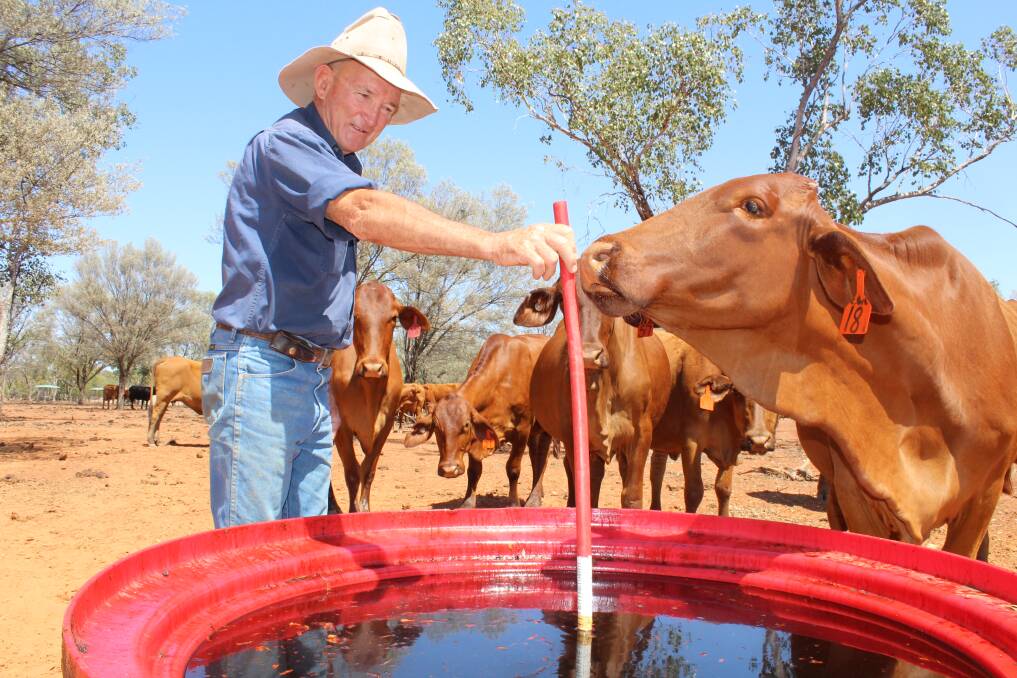 Paul Vetter, Cooladi Park, Cooladi, checks up on the maiden and second-calf cows. Photo: Andrea Crothers.