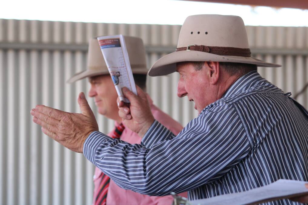 SOLD: Dirranbandi Pastoral Agency's Steve Burnett auctions off the 80 single pen rams. Picture: ANDREA CROTHERS.