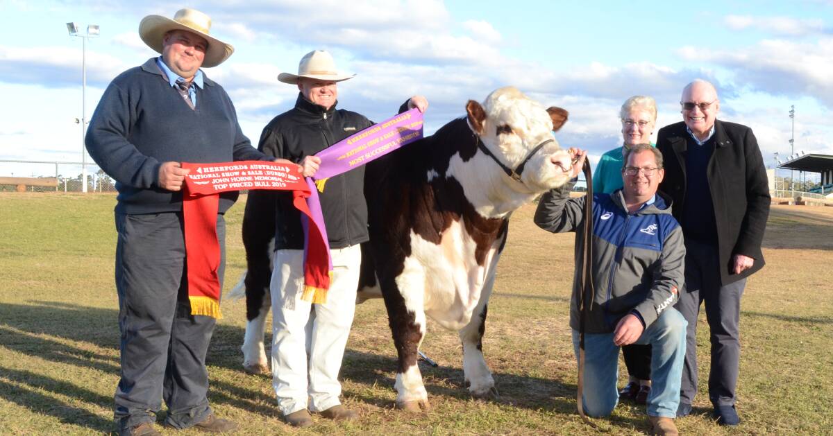 (Right) Andrew Rayner with parents, Gai and Max, Grathlyn stud, Hargraves, their junior champion, Grathlyn Holy Field, which sold for $30,000 top price to Ben Rumbel, Supple stud, Guyra, (left), and John Settree, Landmark, Dubbo.