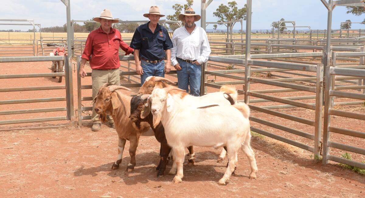 Tim Mackay, Forbes Livestock with principal Ian Manwaring and buyer of four bucks averaging $2375 and topping at $2900, Andrew Moseley, Etiwanda, Cobar.