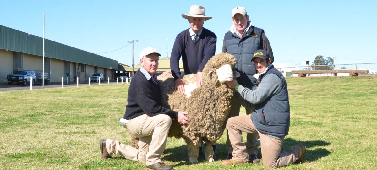A syndicate of five Merino studs in New Zealand, Victoria and NSW combined to pay the $31,000 top price for this Roseville Park Poll Merino ram. Pictured is NSW buyer, Jim Darmody, Wantana Hills stud, Boorowa, with consultant, Chris Bowman, Hay, who purchased the ram; Roseville Park co-principal Matthew Coddington and Grant Judd.