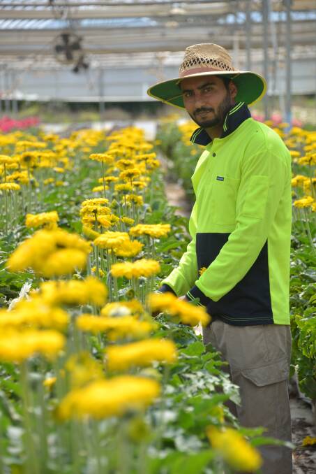 SABRIT Singh in a sea of bright yellow gerberas on the Nijjar farm at Boundary Road, Redlands.