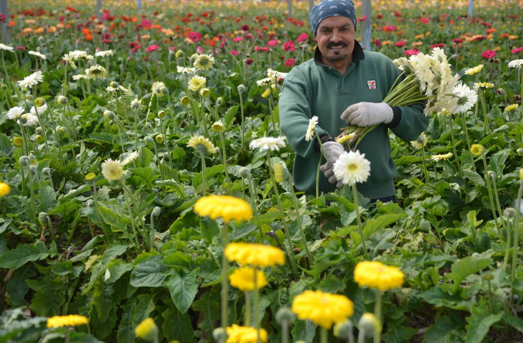 SATNAM Singh picking gerberas. The farms cuts roses seven days a week and gerberas three days.