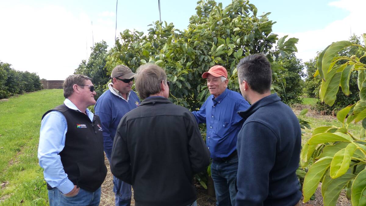 INFO INJECTION: Dr Avner Silber chats with growers near Renmark in South Australia about matching fertigation and irrigation applications to the physiology of avocado trees and the time of year.