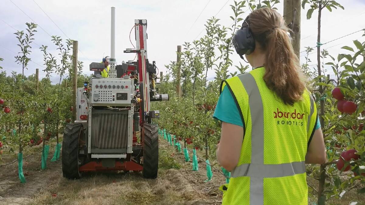 PROGRESS: The robotic apple picker appears to move along at a steady pace, sensing and picking the apples. 