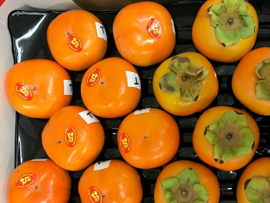 CLEAN: Persimmons after x-ray irradiation at Steritech in Melbourne. Photo: Glenn Hale