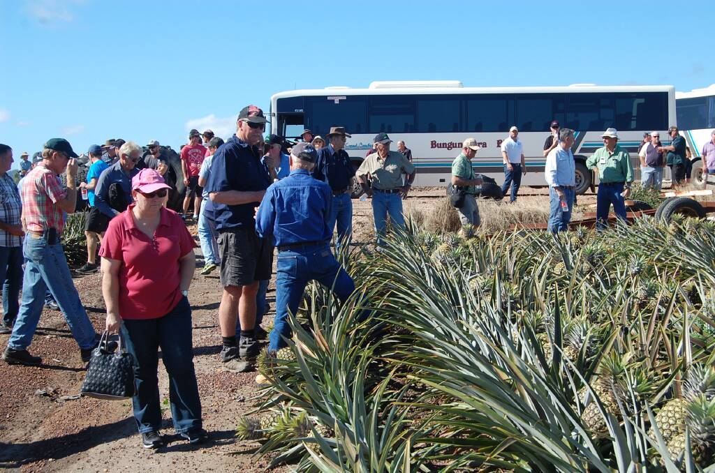 TOURS: The always popular Pineapple Field Days will return in July 2022 with farm tours based around the Sunshine Coast area. 
