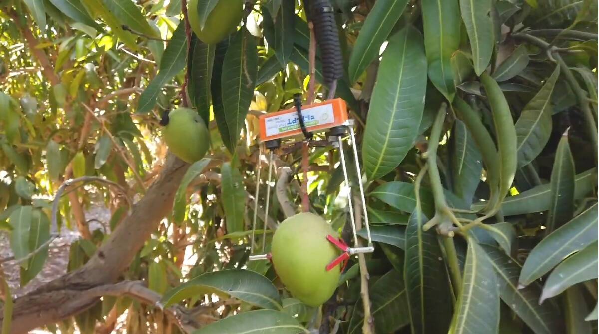 ONLINE: One of the SupPlant fruit sensors in place to monitor the stress of the plant and report back to the grower. 