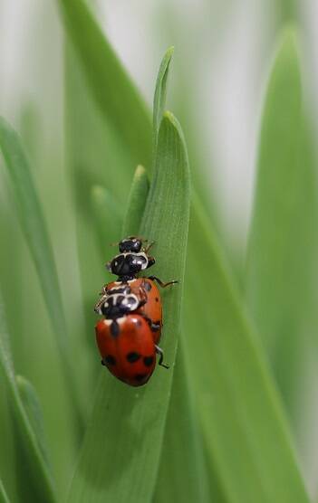 SUBJECT: Adult ladybeetles are one species used in testing.