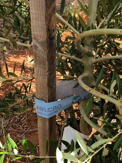 TESTING: The Velcro Plant Ties product has been tested on various orchards throughout the country. 