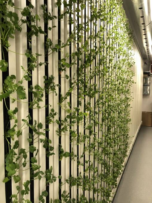 GOING UP: The vertical farming system allows for more growth in tighter spaces, ideal for shipping containers.