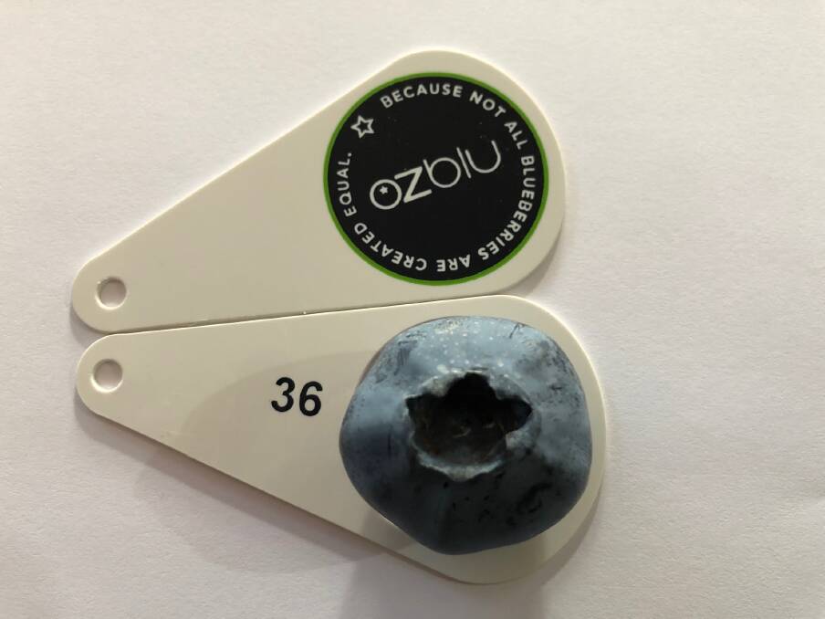BIG: The "world record" blueberry from OZblu which weighed 16.2g, with a circumference of 36.3mm.