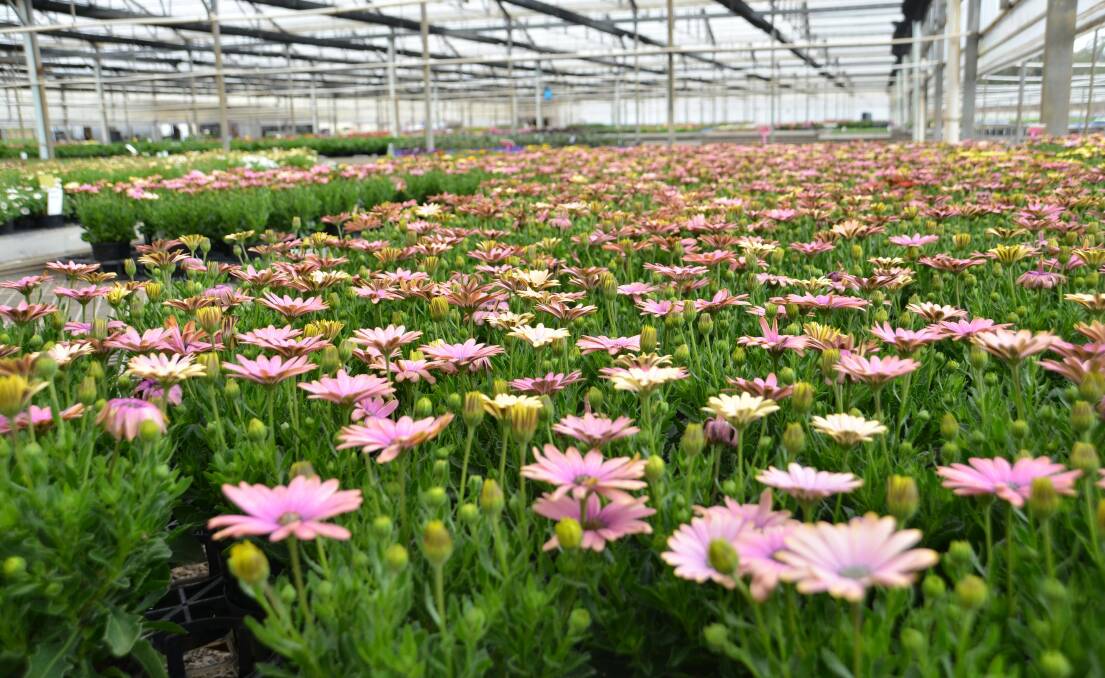 SECURE: Pohlmans Nursery at Gatton has embraced the opportunity to improve its biosecurity procedures with the new BioSecure HACCP scheme certification. 