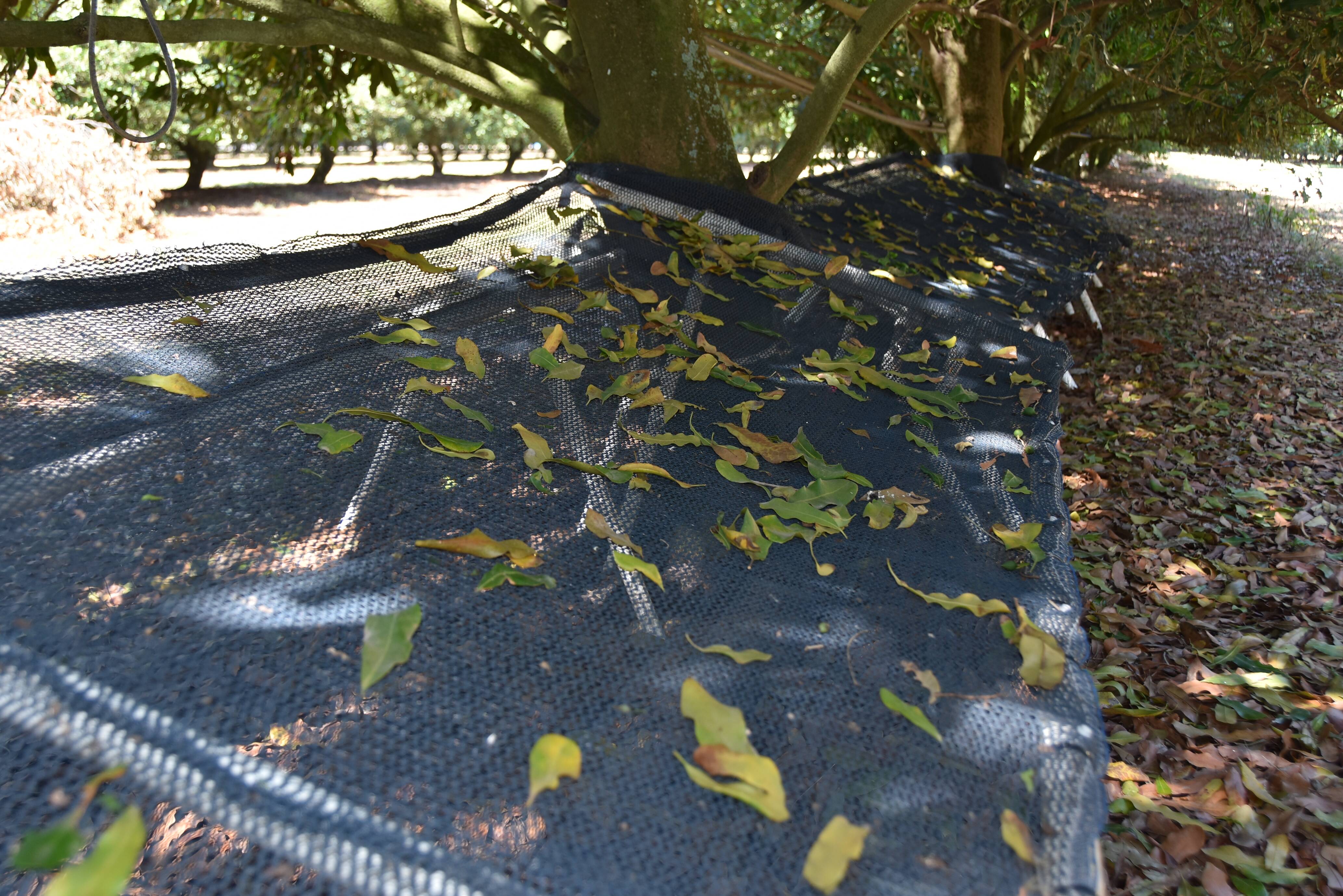 Under-tree netting trial looks at soil health and harvesting ease