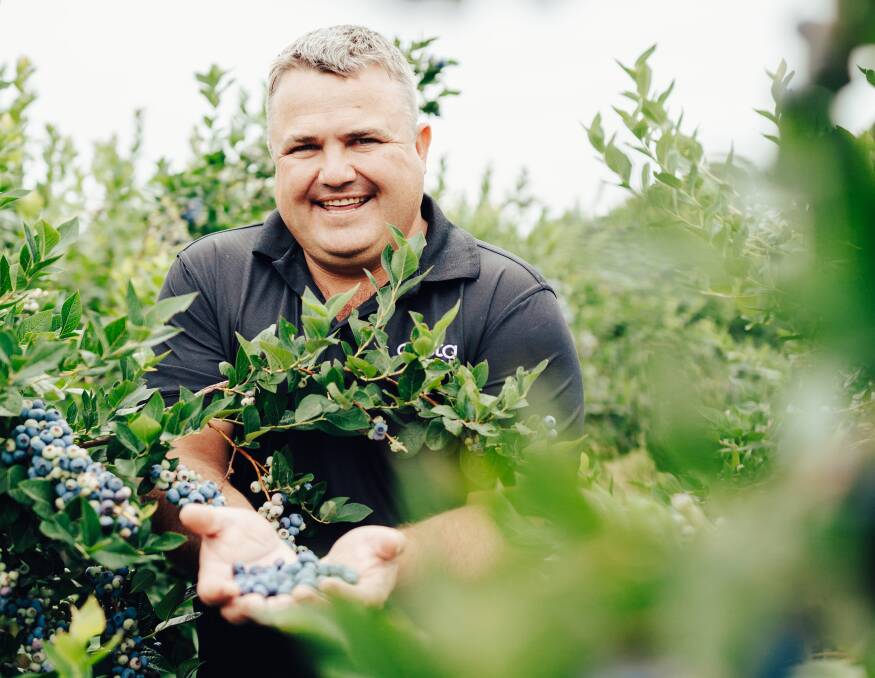 READY: Driscoll's blueberry grower, Nico Mulder, Tumbarumba, NSW with some in-conversion blueberries. 