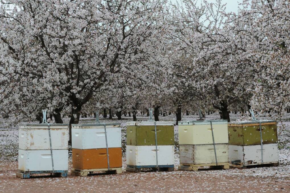 BUSY AS: Almond orchards rely heavily on bees for pollination and an American expert says both beekeepers and growers could benefit from hive protein supplements.
