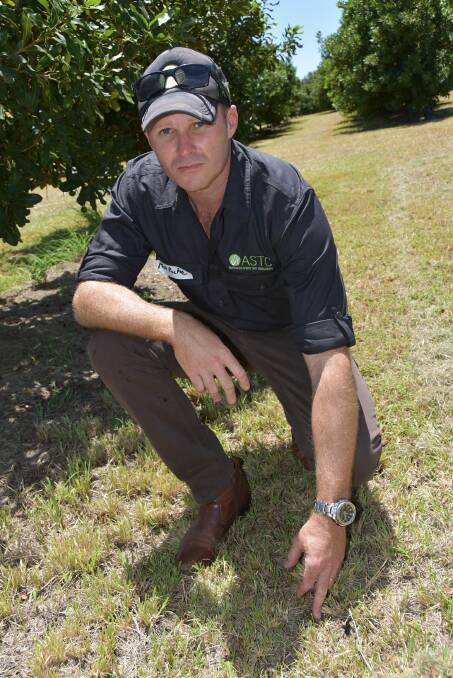 GREEN: Founder of Australian Sports Turf Consultants, Matt Roche, says macadamia orchards could benefit from improved grass selection and coverage. 