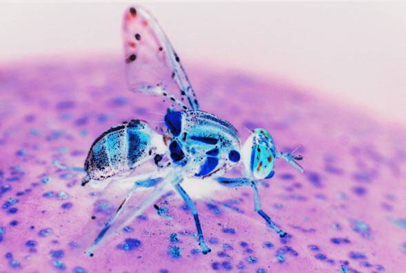 NASTY: A Queensland fruit fly, shown here in negative for dramatic effect. 