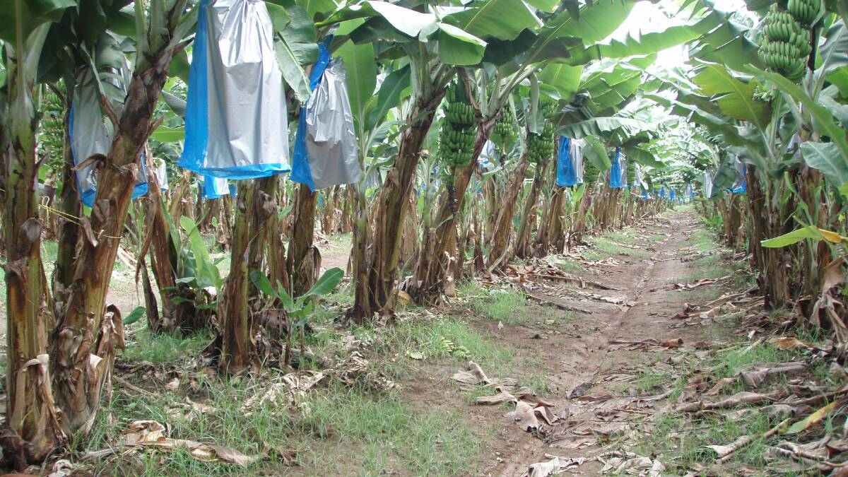 Panama TR4 slowly spreading on infected farms