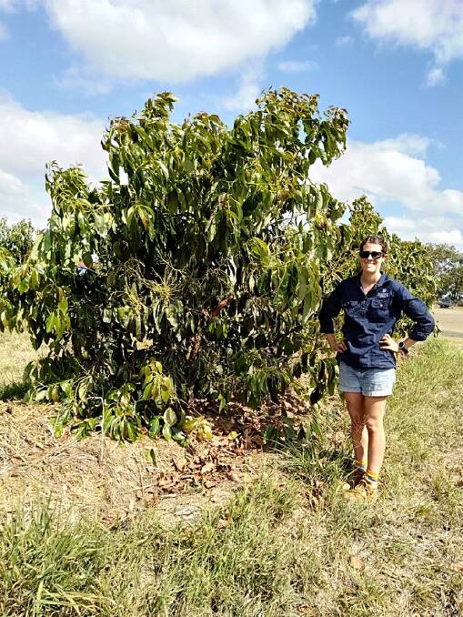 ON SITE: Dr Madeleine Gleeson with her favourite tree (number 42) at Donovan Family Farms trial site at 18 months into the project.