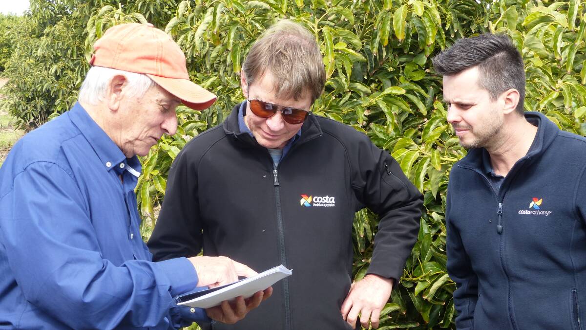 CLUED UP: Dr Avner Silber, who works for the Avocado Board of Israel and was a Professor at the renowned Volcani Institute, which has a long history of research, pictured discussing nutrition of avocadoes with Andrew Harty and Matt Oliver, both of Costa Group, near Renmark in South Australia.