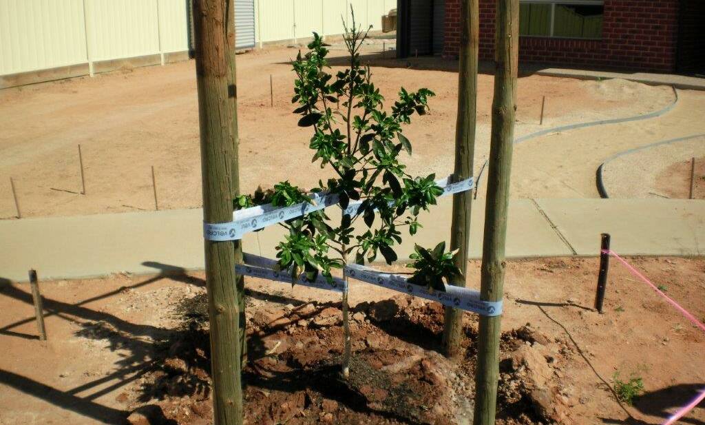 NEW: Material fastener manufacturer, Velcro's new UV treated plant ties, holding up a young tree.