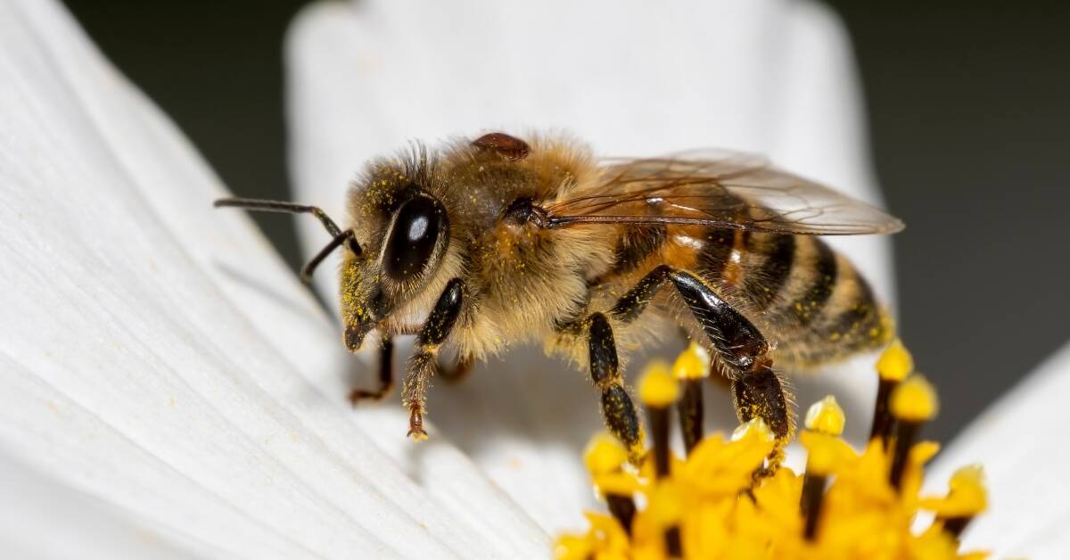Varroa mite, as seen here on the back of a bee, presents a significant threat to Australia's current beekeeping and pollination industries. Picture Shutterstock