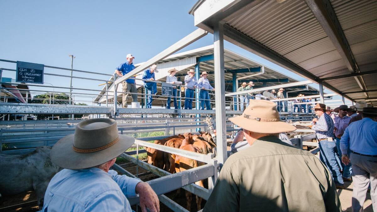 Mixed quality store cattle offered at Gracemere