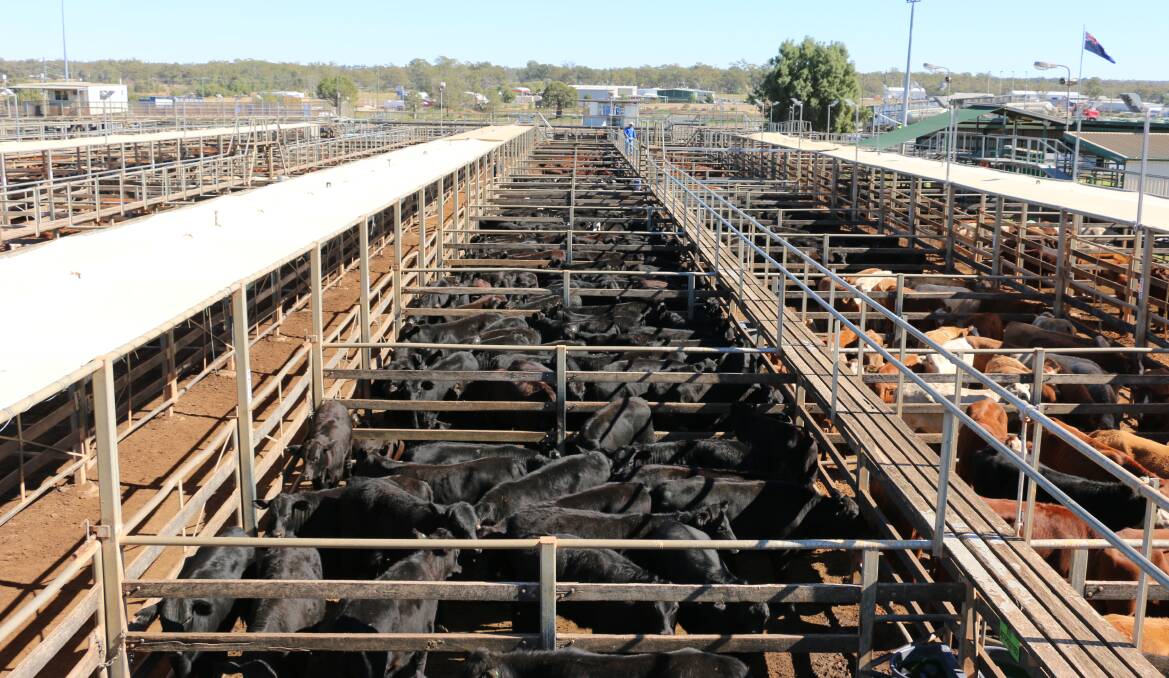Meeleebee Downs, Wallumbilla, Angus heifers that sold to 248c/kg, reaching a top of $932 to average $584.