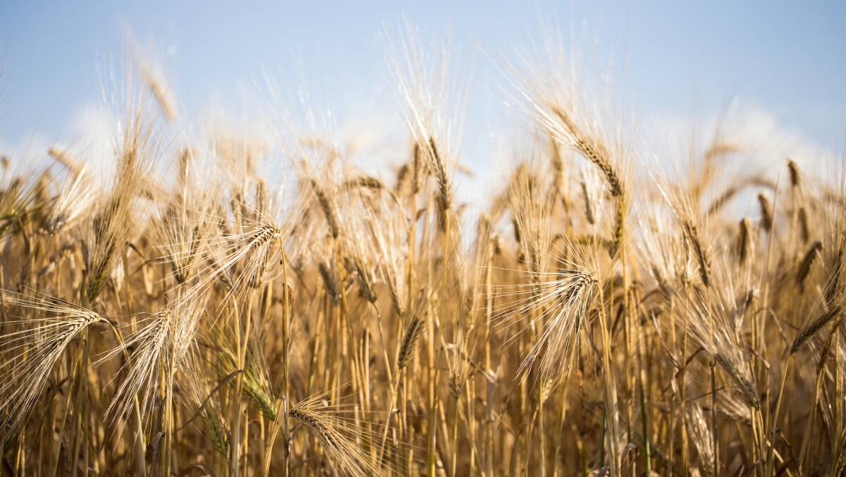 Barley under pressure as farmer sales pick up