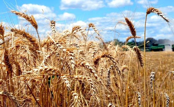 Global grains rally on deal doubts