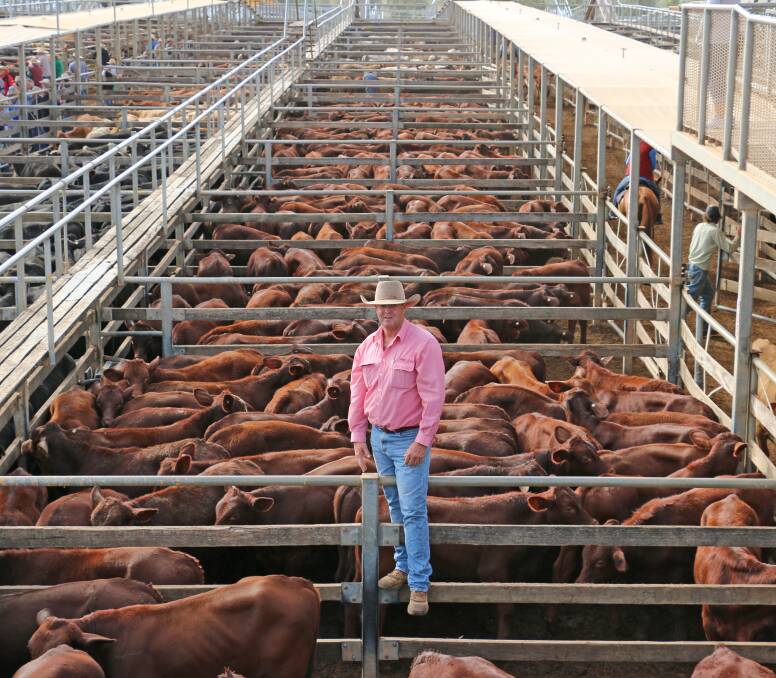 Elders agent Keith Crouch with the Flag Springs, Auburn Santa cross steers. The steers sold to 290c/kg, reaching a top of $765 to average $633.