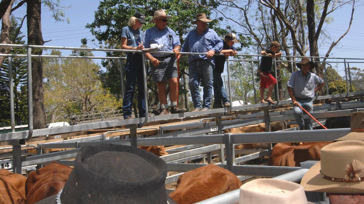 Charolais cross weaner steers sell for $890 at Woodford