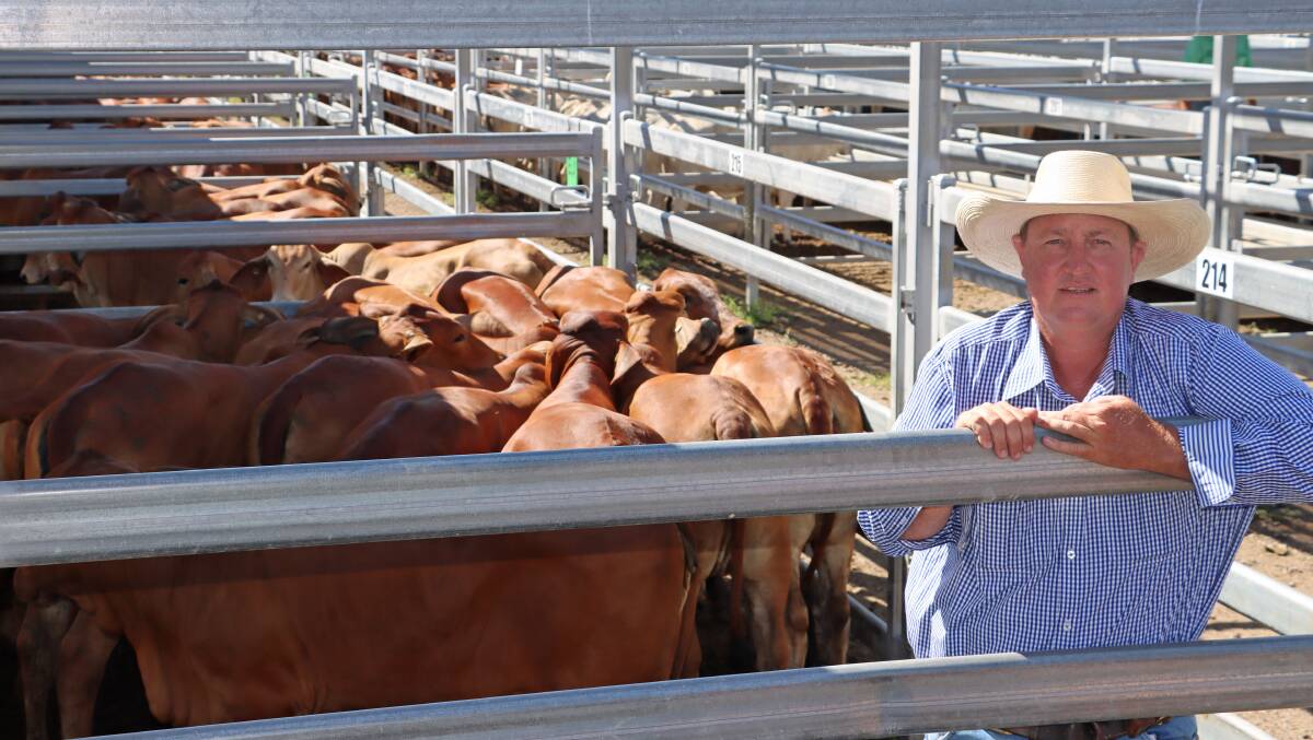 Burnett Livestock & Realtys Paul Hastings with pens of red Brahman heifers on account of Glenellen Cattle Co, Chinchilla. The line of 56 heifers sold for 582.2c/kg or $2163.