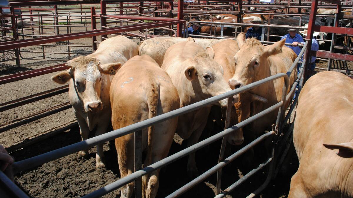 Heavy yearling steers to feed reach 321.2c at Warwick